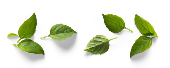 seasoning herb fresh leaves basil isolated on transperent background - 573477065