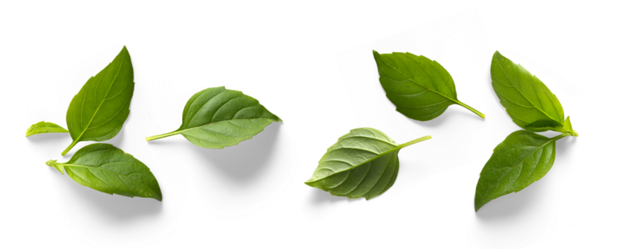 seasoning herb fresh leaves basil isolated on transperent background