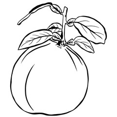 fruit guava farming outline, Agriculture fruit, Gardening, farming, Organic food