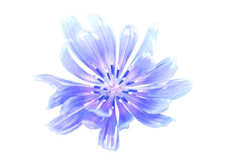 Isolated blue chicory flower. Macro of intybus. Coffee alternative. Inulin  