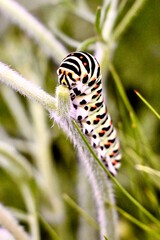 Schwalbenschwanz Raupe an Grasstengel
