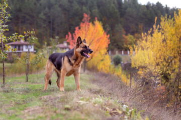 Adorable German shepherd standing in autumn park