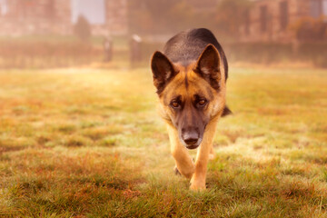 Young german shepherd dog coming