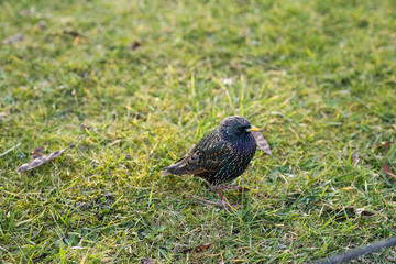 pigeon on the grass