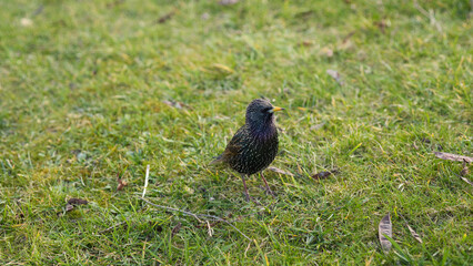 bird on the grass