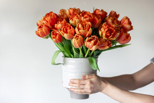 Bouquet of fresh orange tulips in female hands, close-up.