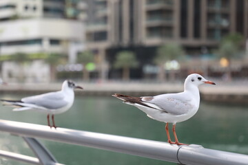 seagull on the pier