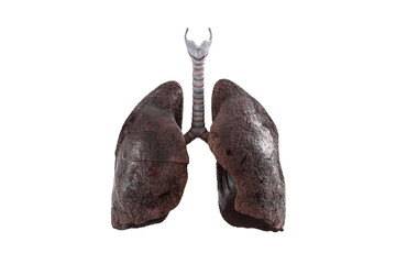 Realistic 3d illustration of sick smoker lungs isolated on white background. Front view of damaged human lungs 