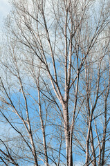 Leafless trees background under the bright morning sunlight.