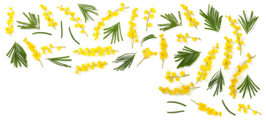 mimosa isolated on white background with copy space for your text. Top view