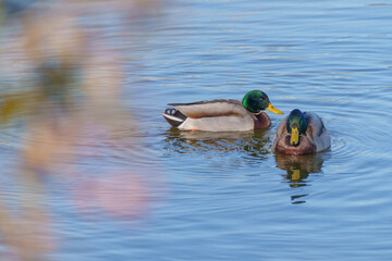 水面を泳ぐ2羽のマガモ