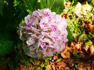 Fleur d'hortensia hydrangea macrophylla mouchetée de rose sur l'île de Sao Miguel dans l'archipel des Açores au Portugal