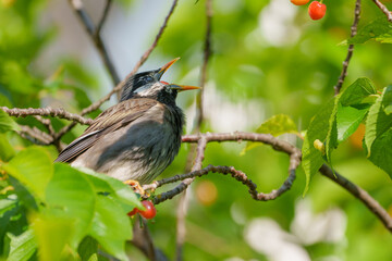 さくらんぼを飲み込もうと瞬膜を閉じるムクドリ