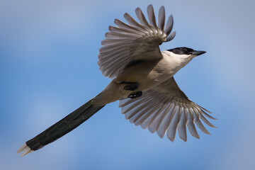 羽を広げて飛ぶオナガ