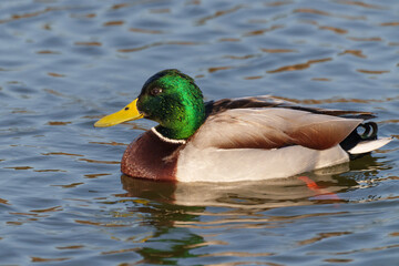 Obraz premium 水面を泳ぐ横向きのマガモの雄