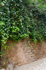 Old stone wall and climbing plant with green leaves