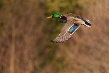 Obraz premium 横向きに飛ぶマガモの雄