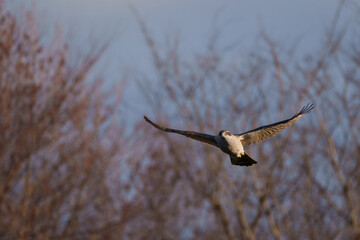 羽を広げて飛んでくるオオタカ
