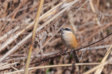 枯れ木に留まるモズ