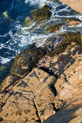 Miesmuscheln an einem Felsen umspült von klarem Meerwasser