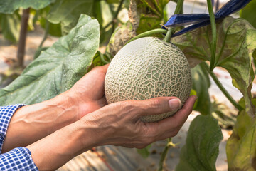 Close up gardener hands holding Japanese melon in farm, Agriculture Business