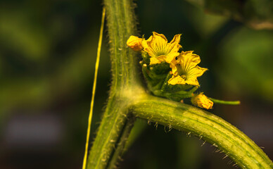 Close up Japanese melon yellow flowers blossom on tree, Agriculture Business