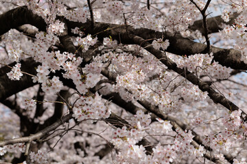 満開の桜