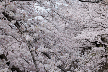 満開の桜