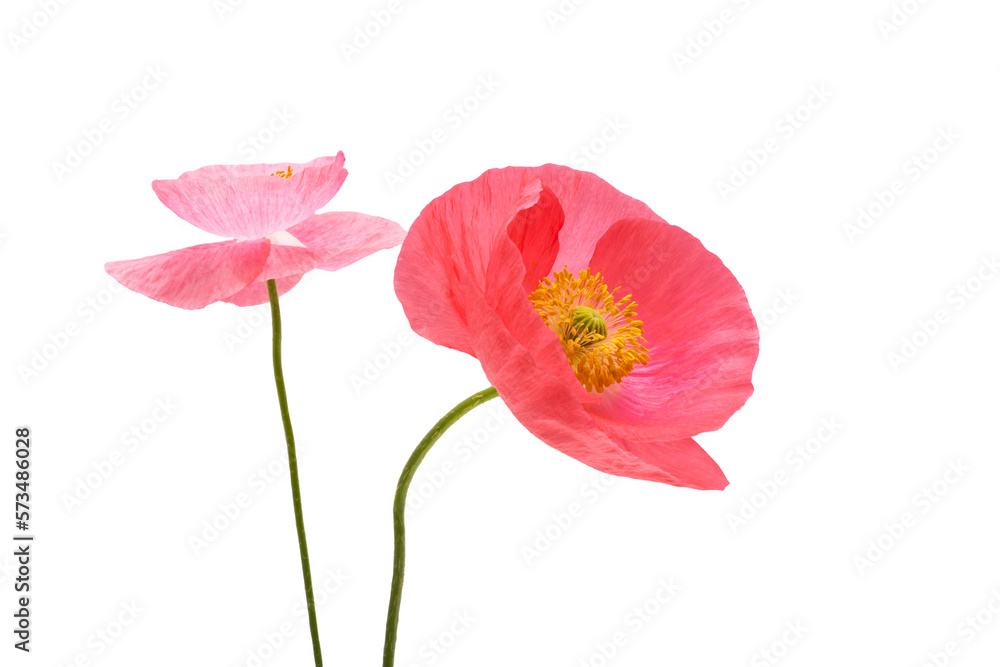 Canvas Prints beautiful poppy flowers isolated