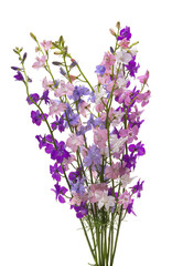Fototapeta premium bouquet of perennial delphinium isolated