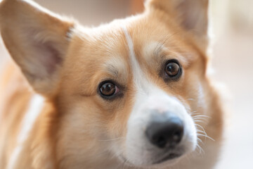 welsh corgi pembroke dog portrait