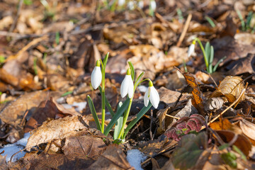 snowdrops in the forest in early spring