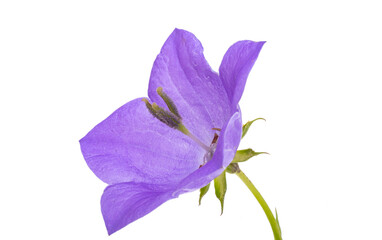 Fototapeta na wymiar flowers bluebells isolated