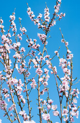 blooming flowers on a tree