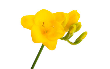yellow freesia isolated
