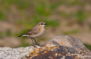 little bird watching around on the stone, Northern Wheatear, Oenanthe oenanthe