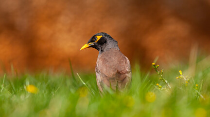 bird on the grass, Common Myna, Acridotheres tristis	