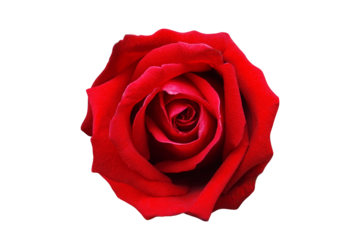 Spring beautiful red rose isolate background for valentine's day, mother's day, summer or love cards.