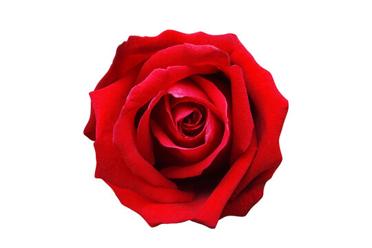 Spring beautiful red rose isolate background for valentine's day, mother's day, summer or love cards.