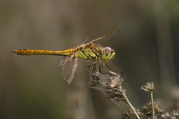 Closeup on the vagrant darter dragonfly, Sympetrum vulgatum against a dark background