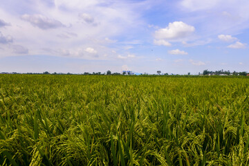 close-up of rice growing and starting to turn yellow against the backdrop of a bright blue sky