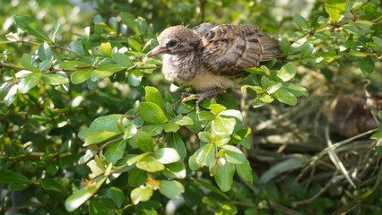 Selective focus turtledove baby young bird on a tree branch with their nest