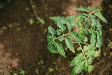 A young tomato bush grows in a greenhouse in spring. Seasonal seedling. Green leaves of a small tomato in the garden.