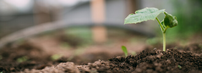 A small cucumber sprout grows in the ground in a greenhouse in spring. Seasonal seedling.