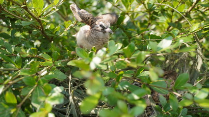 Selective focus turtledove baby young bird on a tree branch with their nest