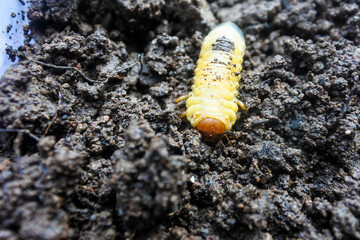 the larvae of the beetle Diloboderus abderus are writhing