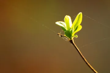 Foto auf Alu-Dibond first spring one leave © Evelien