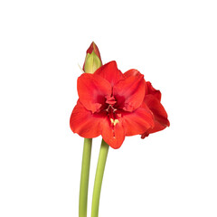 Winter flower. Red lily flower. Decorative flower, isolated. Seamless background. Precision cut and flawless finish make it easy to incorporate the image into your projects