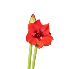 Foto op Plexiglas Red lily winter flower. Decorative flower, isolated. Seamless background. Precision cut and flawless finish make it easy to incorporate the image into your projects © Clara