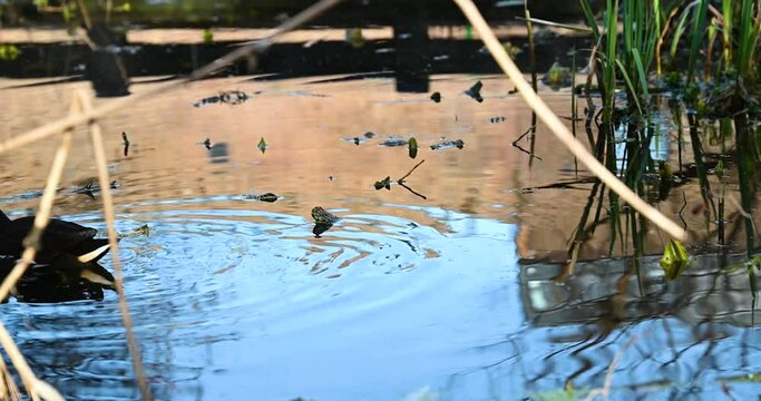Common moorhen within the Camley Street Natural Park, London, United Kingdom
